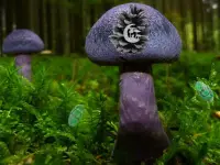 Mushroom Forest Adventure image